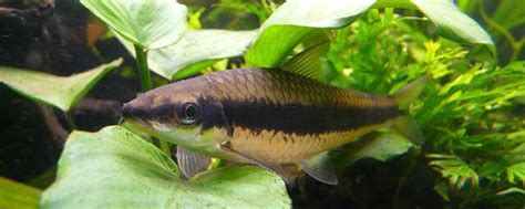 Maximum size is also reached primarily when conditions are optimum. 19 Hair Algae Eaters for a SPOTLESS Aquarium | Aquanswers