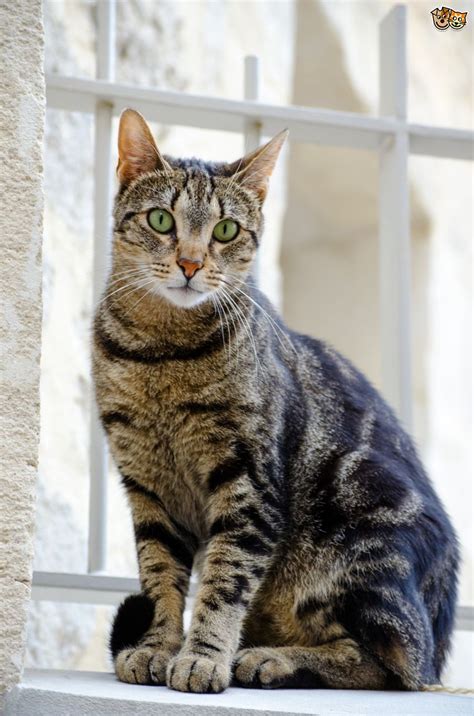 Tabby cat colour and pattern genetics | Pets4Homes