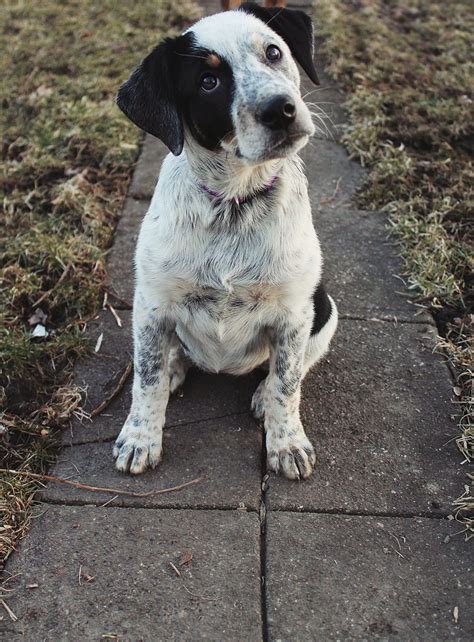 Cute Mixed Breed Cattle Dog Maybe Jack Russell X Blue