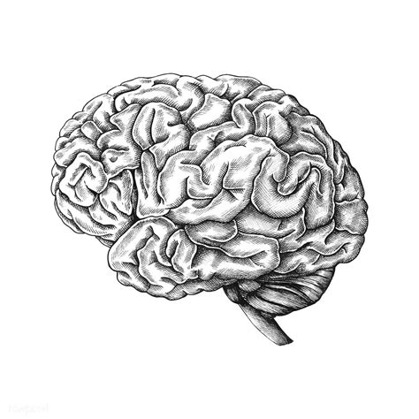 Hand Drawn Human Brain Premium Image By Arte Do