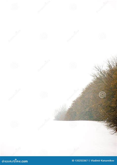 Winter Field And Forest Stock Image Image Of Forest 135253367