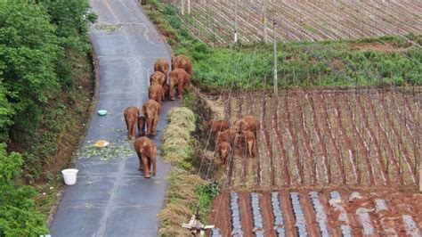 Wandering Elephants With Lost Habitat Captivated Millions In China