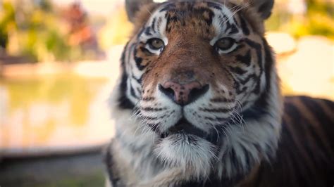A Rare Sumatran Tiger Was Born At The National Zoo Vice News