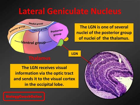 Last Weeks Mysteryanatomy Structure Was The Lateralgeniculate