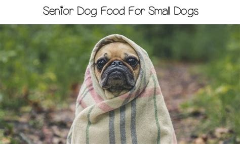 Small Breed Senior Dog Food What To Look For Dogvills