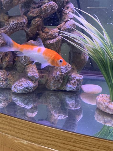 Koi In Quarantine Tank Has A Pelvic Fin That Was Suddenly Heavily