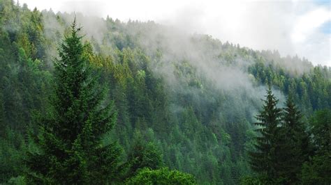 • last updated 5 weeks ago. Foggy Forest Backgrounds Free Download | PixelsTalk.Net