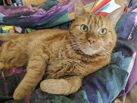 49 Hq Images Female Orange Tabby Cat For Sale Adopt A Pet Petsmart