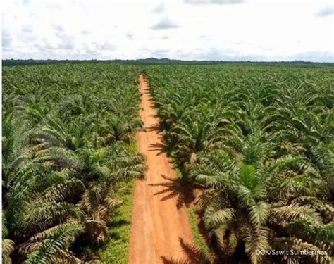 Gapki Perkebunan Kelapa Sawit Membawa Kemajuan Di Daerah