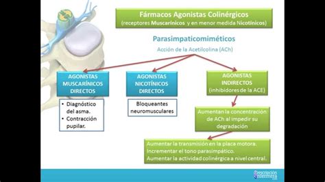 Quais São Os Tipos De Fármacos Agonistas Colinérgicos