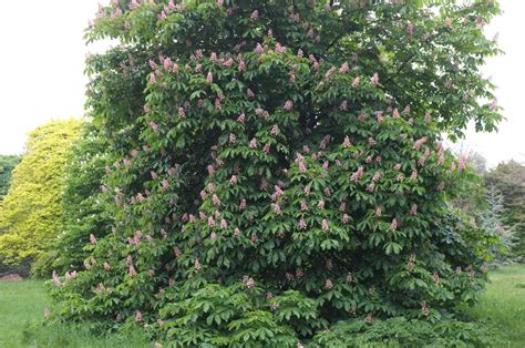 Aesculus × Carnea Trees And Shrubs Online