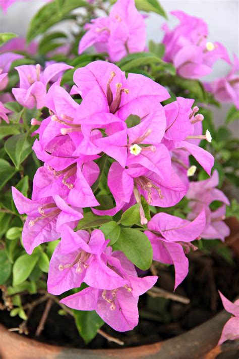 Most of these plants thrive in warm climates where frost is a rare occurrence. Winterizing A Bougainvillea Plant - How To Care For ...