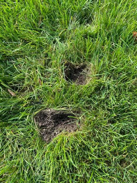 Small Holes In Lawn Overnight Causes Pictures Lawn Phix