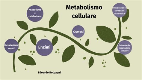 Metabolismo Cellulare By Edoardo Bolpagni On Prezi Next