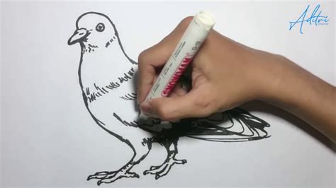 Cara Menggambar Burung Dara Dengan Mudah Youtube