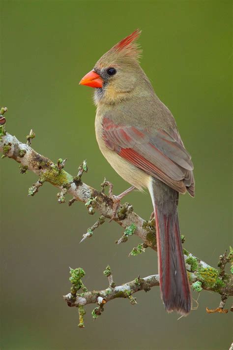 Femalecardinal Afemalecardinalinallherglory Birds
