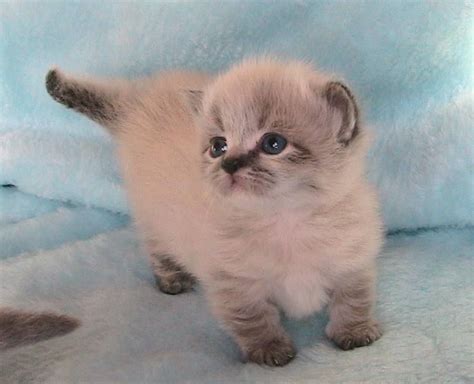 Munchkin kittens are characterized by their short legs and are classed as welcome to our munchkin cat breeders list. Persian + Munchkin cat = Napoleon...= a waddle kitten. I ...