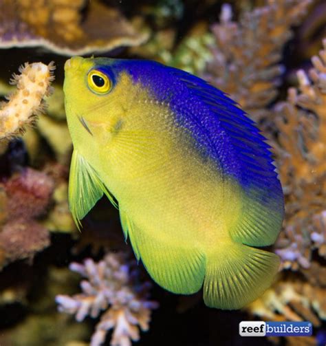 Centropyge Colini The Mysterious Colins Angelfish Reef Builders