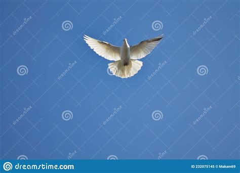 White Dove In Flight Against A Blue Sky Stock Image Image Of Full