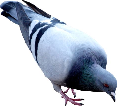 Pigeon Png Gambar Berkualitas Tinggi Png Arts