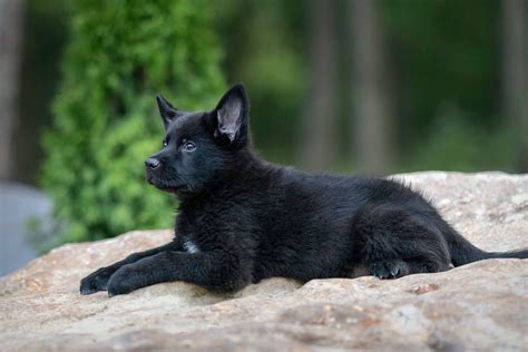 North Mountain Kennels German Shepherd Dog Puppies For Sale In