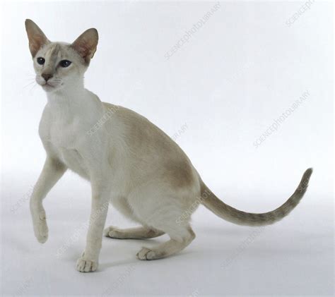 Lilac Tortie Tabby Point Siamese Cat Stock Image C054 0680