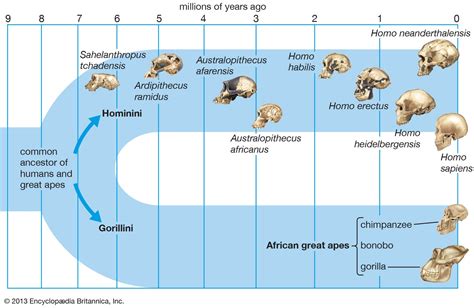 Phylogenetic Tree Of Hominid Evolution Google Search