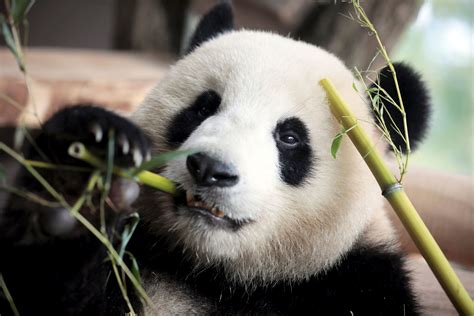 Chinese President Presents 2 Giant Pandas To Berlin Zoo The Boston Globe