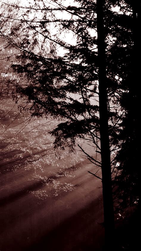 Download Wallpaper 2160x3840 Forest Trees Dawn Haze Sunbeams Dark