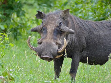 Warthog Facts You Need To Know Africa Geographic