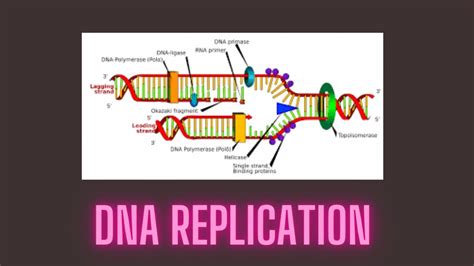 DNA Replication 3d Animation YouTube