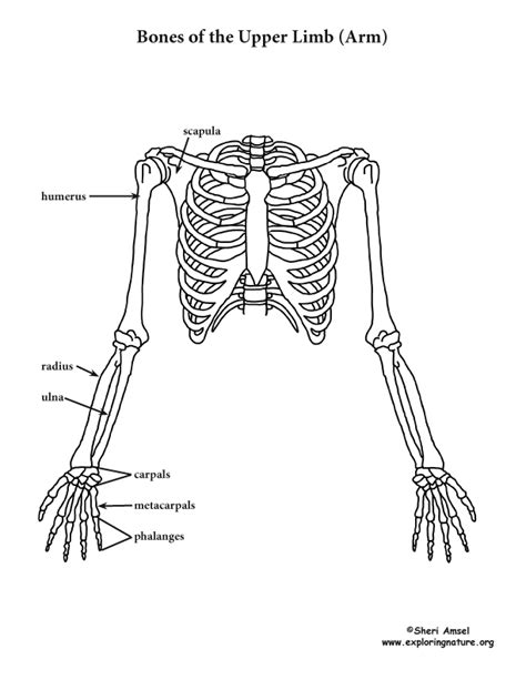 Arm Upper Limb