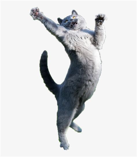 Download I Imgur Com6amnf8p Cat Jumping Transparent