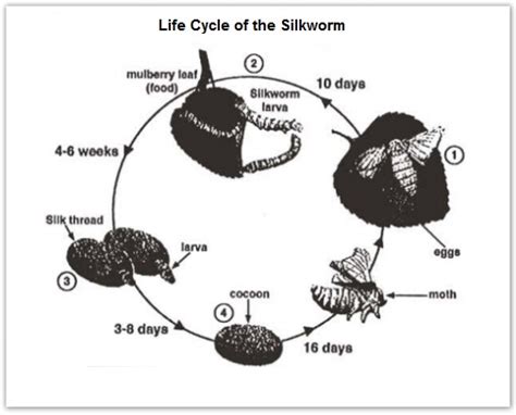 Lifestyle Of Silkworm And Production Of Silk Band 8 Ielts Report
