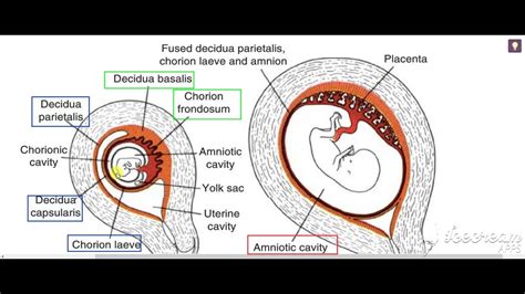 Chorion Decidua Placenta 3 Youtube