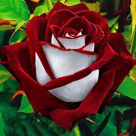 Lot De 100 Graines De Roses Rouges Et Blanches Osiria Rubis Roses Pour