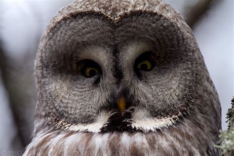 Bergslagen stock images from offset. Great Grey Owl, Bergslagen Forest - Sweden. See more on ...