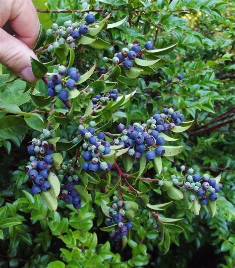 Evergreen Huckleberry Vaccinium Ovatum Ornamental Plants Backyard