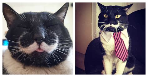 Man Finds Tuxedo Cat With Truly The Most Incredible Mustache Youll