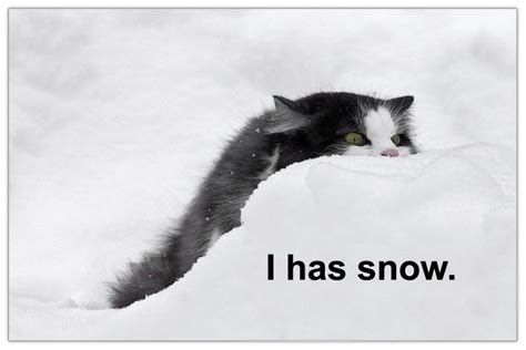 I Has Snow Funny Cat Pictures