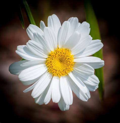 White Daisy Flowers