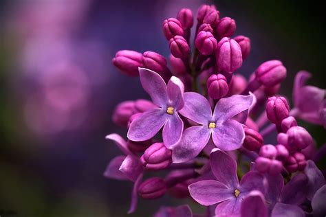 Nature Lilac Hd Wallpaper By Alexander Razgulyaev