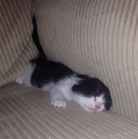 My Cat Fell Asleep Like This On My Couch Cats Animals Kitty