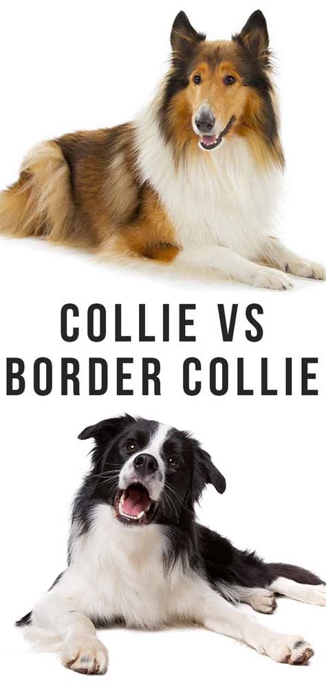 Collie Vs Border Collie Which Of These Is The Right Companion For You