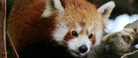 Download Wallpaper 2560x1080 Red Panda Animal Protruding Tongue