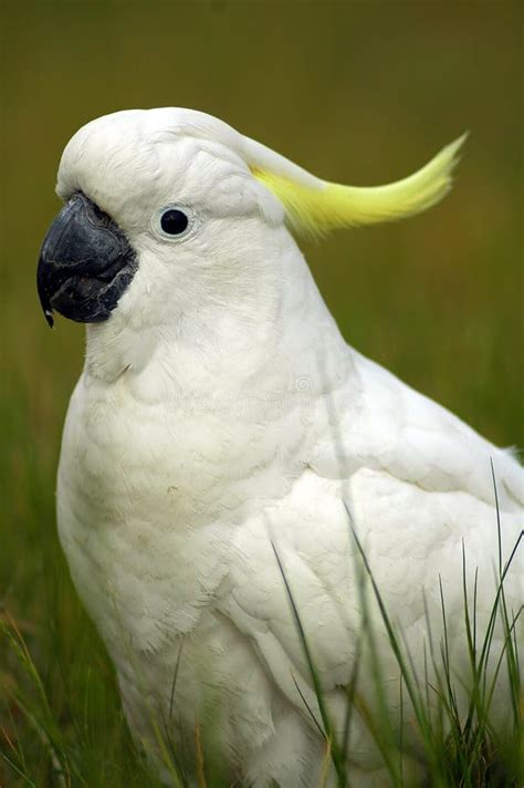 White Parrot Stock Photo Image Of Wings Nature Tropics 2863620