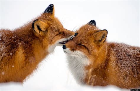 Amateur Photographer Captures Intimate Photos Of Foxes Living In One Of