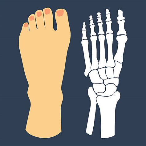 Foot Bone Illustrations Royalty Free Vector Graphics And Clip Art Istock