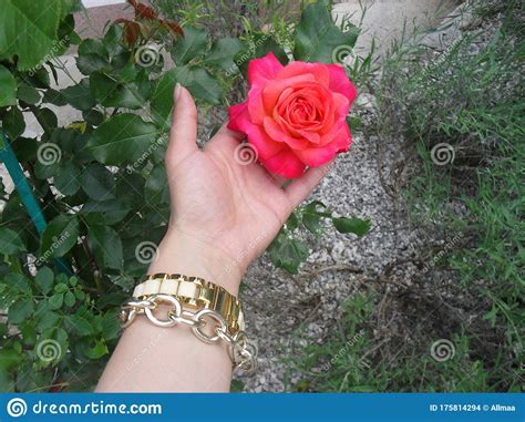 Red Rose Romantic And Beautiful Stock Photo Image Of Romantic Gold