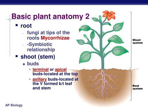 Ppt Plant Anatomy Chapter Powerpoint Presentation Free Download Id